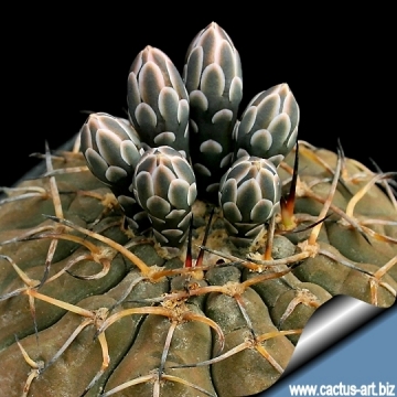 13098 cactus-art Cactus Art