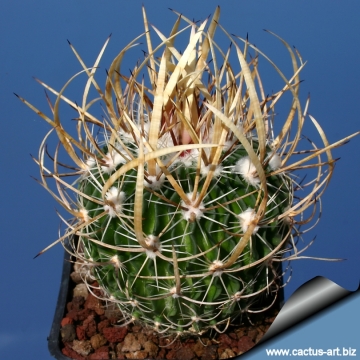 3880 cactus-art Cactus Art
