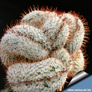 9953 cactus-art Cactus Art