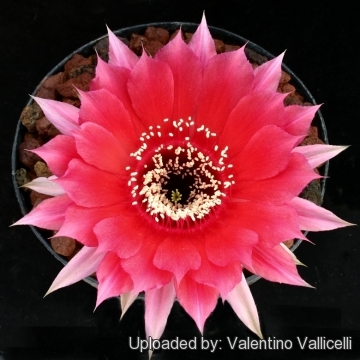13671 valentino Valentino Vallicelli