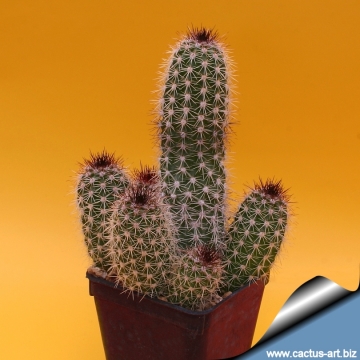 14130 cactus-art Cactus Art