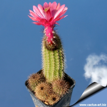 14129 cactus-art Cactus Art