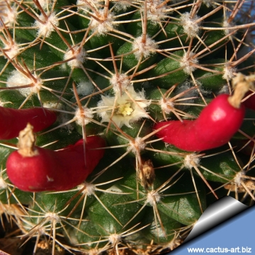 12119 cactus-art Cactus Art