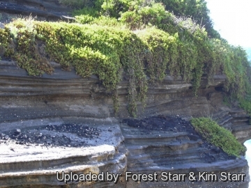 21017 star Forest Starr & Kim Starr