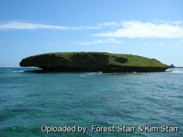 21123 star Forest Starr & Kim Starr