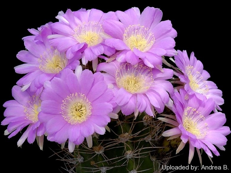 Echinopsis (Lobivia) caineana