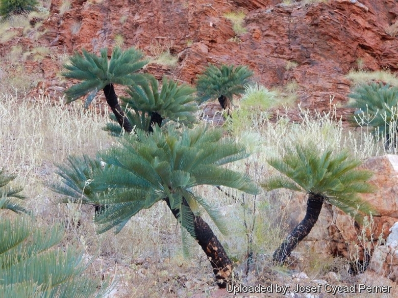 Cycas pruinosa in Habitat, East Kimberley Region of Western Australia.