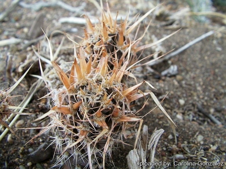 Spines in habitat.