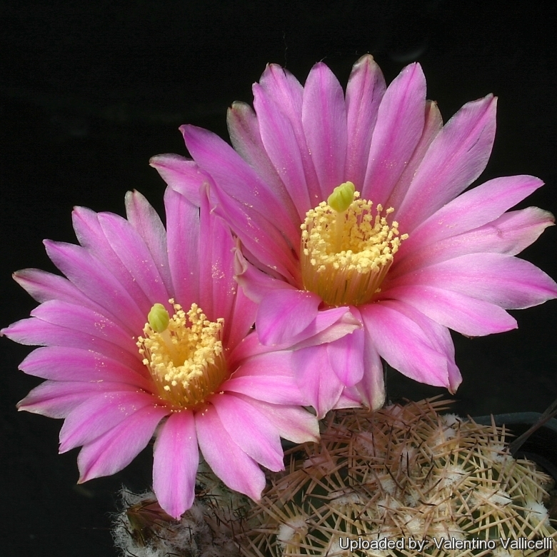 Echinocereus adustus Cactus Cacti Succulent Real Live Plant 