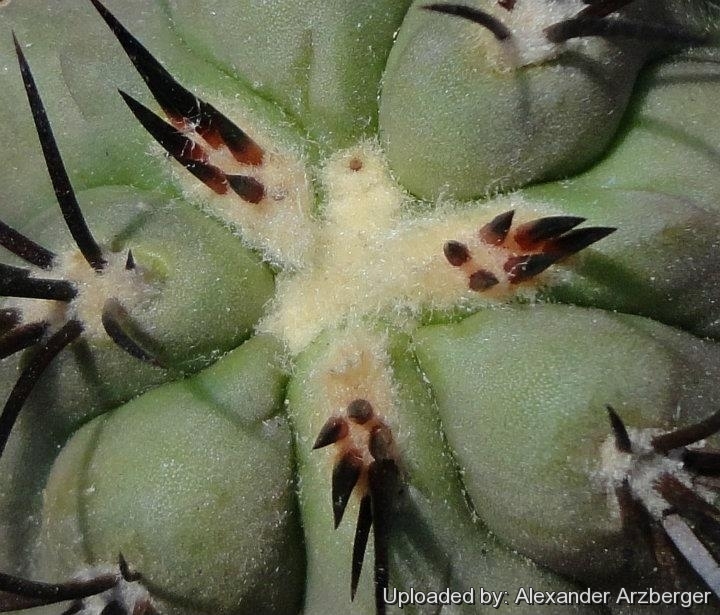 Copiapoa cinerea var. dealbata