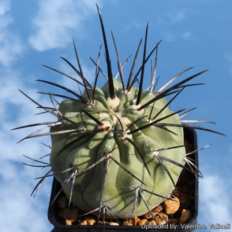 Copiapoa cinerea var. dealbata