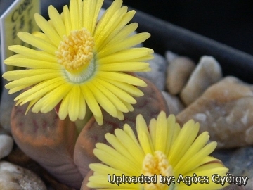 Lithops schwantesii C080 30 km SW of Helmeringhausen, Namibia