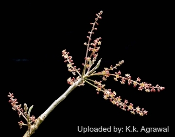 Bursera grandifolia