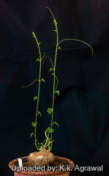 Cyclantheropsis parviflora