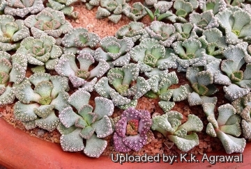 Titanopsis calcarea cv. Red Spur