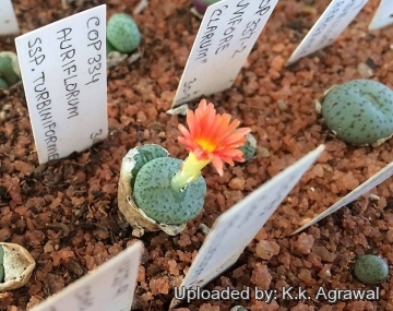 Conophytum auriflorum subs. turbiniforme