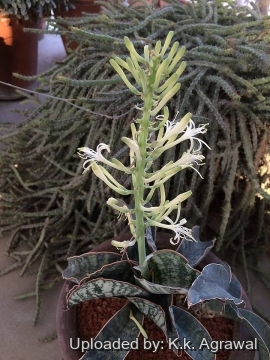 Sansevieria cv. Horwood