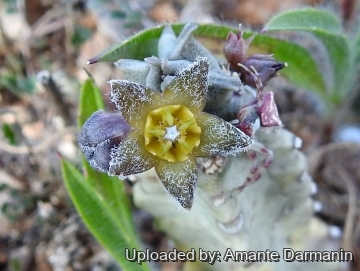 Caralluma burchardii