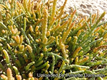 Arthrocnemum macrostachyum