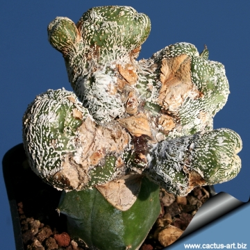 Astrophytum myriostigma cv. Onzuka cristata (monstruosa)