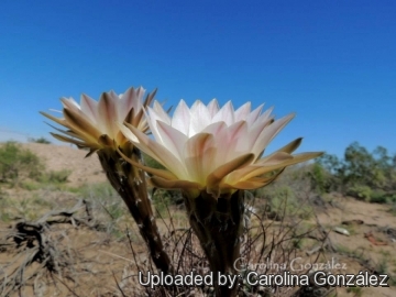 Echinopsis leucantha