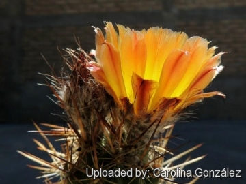 Austrocactus patagonicus