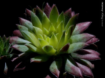 Sempervivum globiferum subs. hirtum