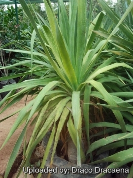 Dracaena draco subs. ajgal