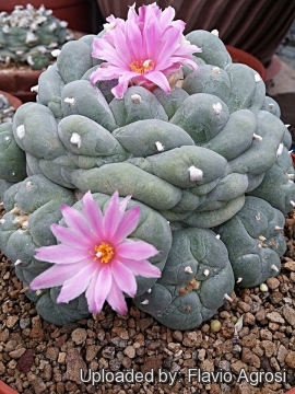 Lophophora williamsii var. fricii cv. Marbles