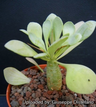 Othonna euphorbioides