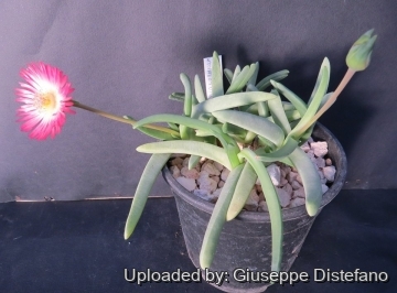 Cephalophyllum spissum