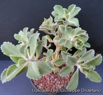 Plectranthus neochilus