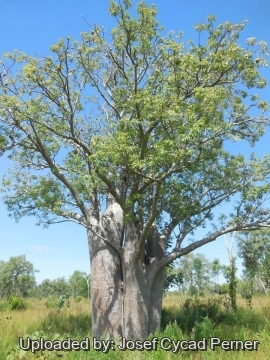 Adansonia gregorii