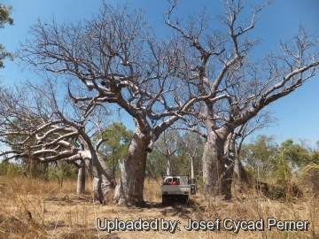 Adansonia gregorii