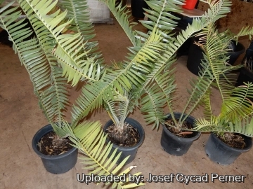 Encephalartos septentrionalis cv. Sudan Silver