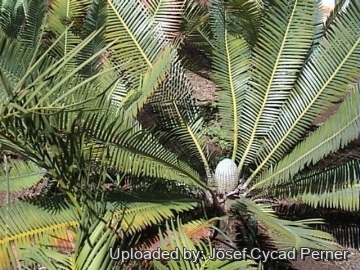 Dioon edule