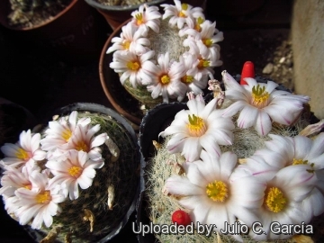 Mammillaria lenta