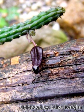Echidnopsis squamulata