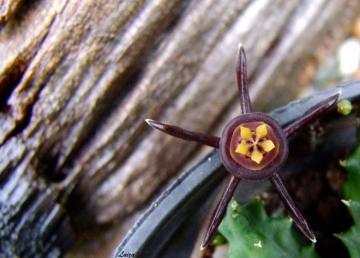 Duvalia caespitosa var. compacta