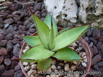 Agave х romani