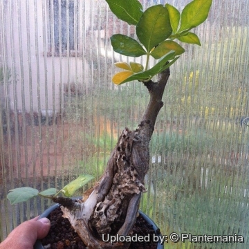 Commiphora guidottii