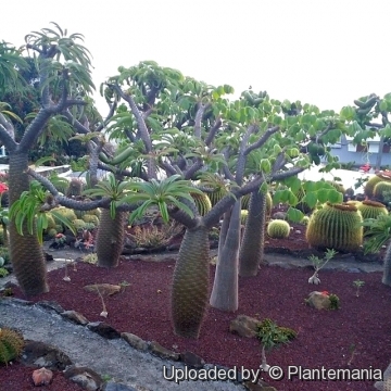 Pachypodium lamerei var. ramosum