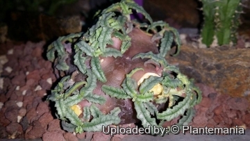 Dorstenia hildebrandtii f. crispa