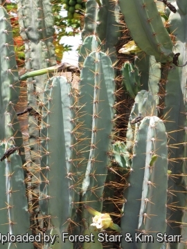 Cereus hildmannianus subs. uruguayanus