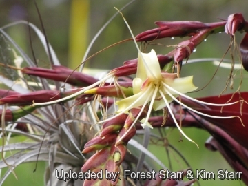 Vriesea imperialis