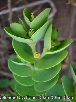 Euphorbia degeneri