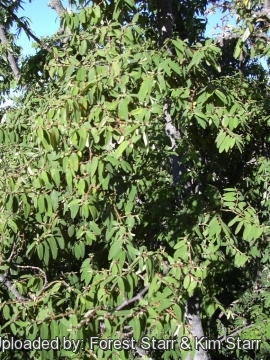 Euphorbia olowaluana