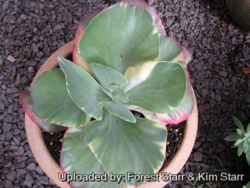 Kalanchoe luciae cv. Fantastic