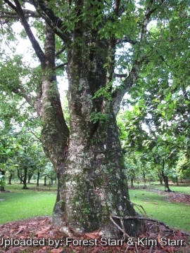 Adansonia madagascariensis