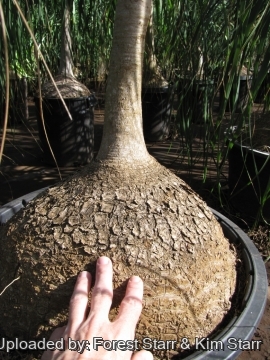 Beaucarnea recurvata
